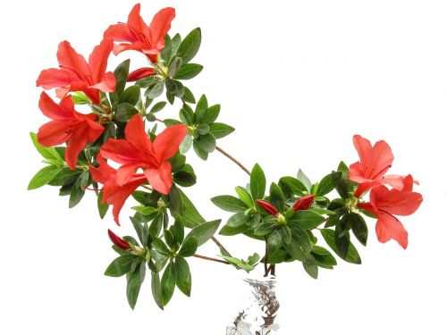 azalea plant flower