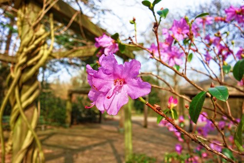 azalea  pink azalea  flower