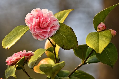 azalea  flower  shrub