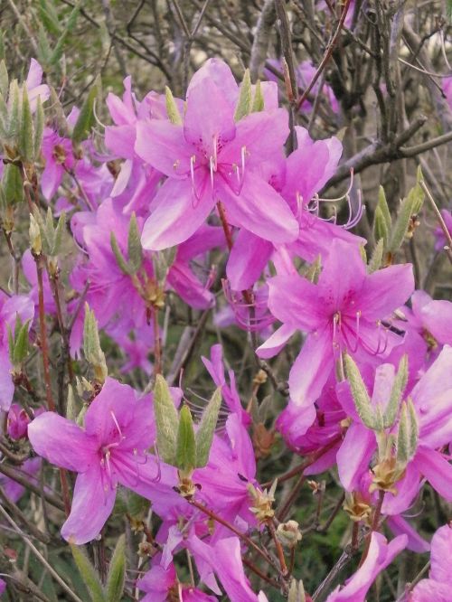 azalea ericaceae spring flowers