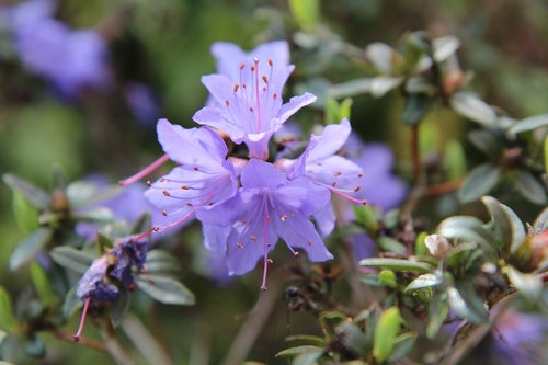 azalea  azalea garden  azalea purple