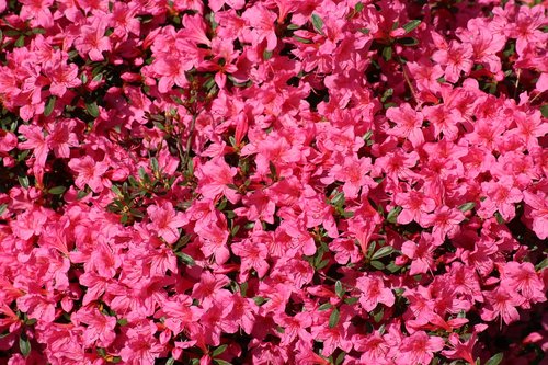 azalea  rhododendron  spring
