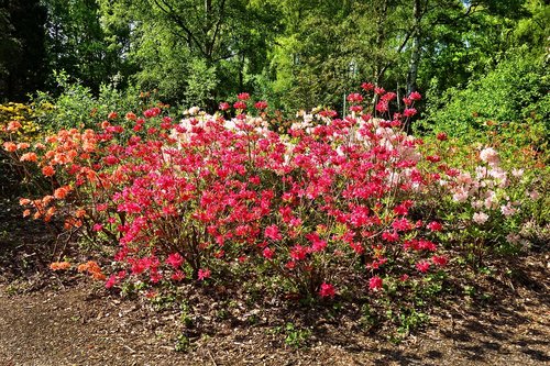 azalea  flower  shrub