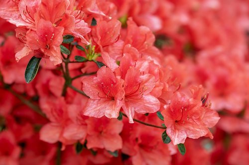 azalea  flowers  bloom