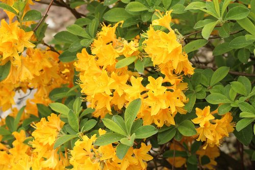 azalea  rhododendron  ornamental shrub