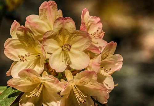 azalea genus rhododendron flowers