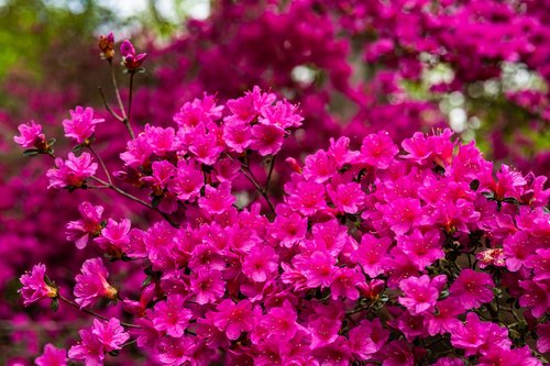 azalea  flower  blossom