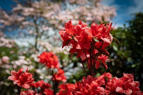 azalea  blossom  flower