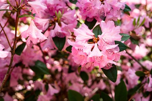 azalea  flower  garden