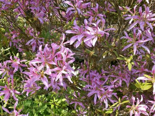 azalea ericaceae pink flower