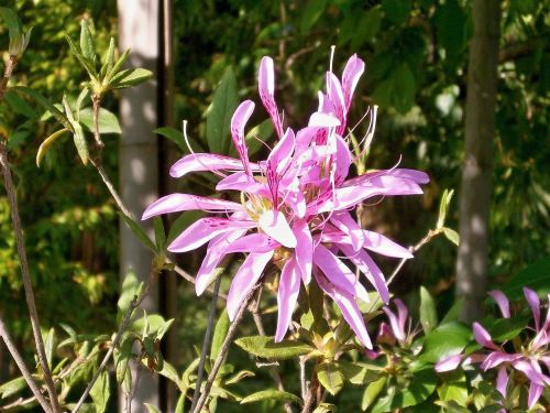 azalea ericaceae pink flower