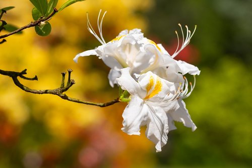 azalea  azaleas  rhododendron