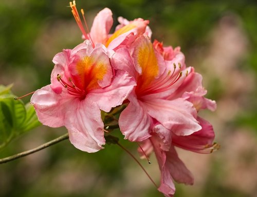 azalea  azaleas  rhododendron