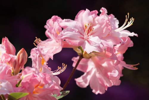 azalea  azaleas  rhododendron