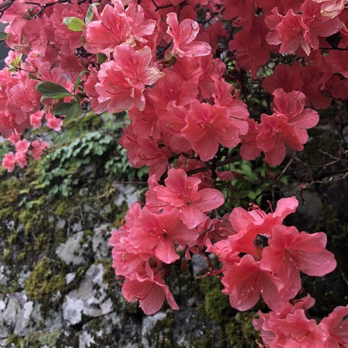 azalea  flowers  spring