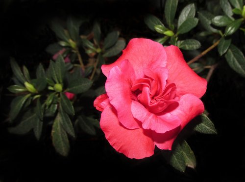 azalea  flower  garden