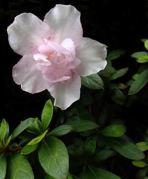 azalea  flower  pale pink