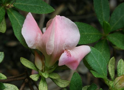 azalea blossom bud
