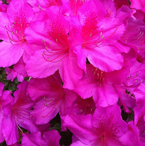 azalea  flowers  rhododendron