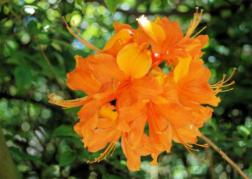azalea orange flower