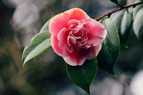 azalea  flower  plant