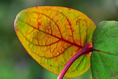 azalea  plant  leaf