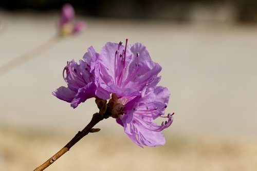 azalea  spring  flowers