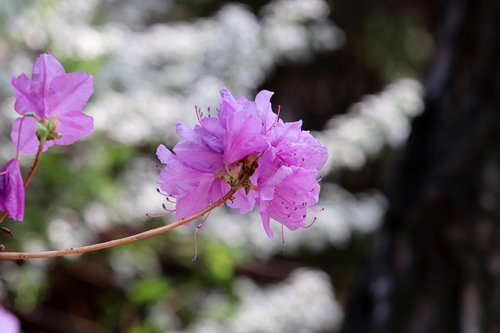 azalea  spring  flowers