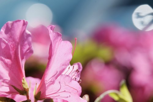 azalea  flower  pink