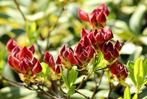 azalea  rhododendron  the buds