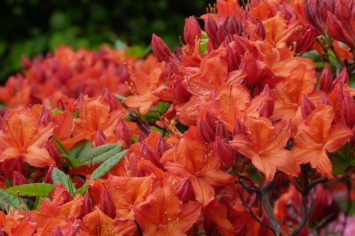 azalea  orange  rhododendron