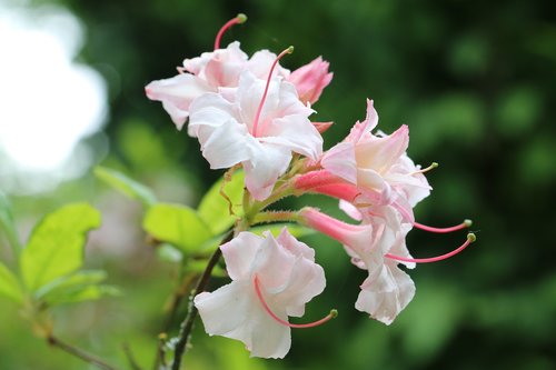 azalea  pink  flower