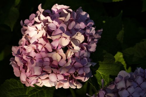 azalea  flower  romance