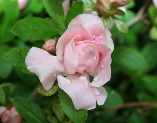 azalea pink flower