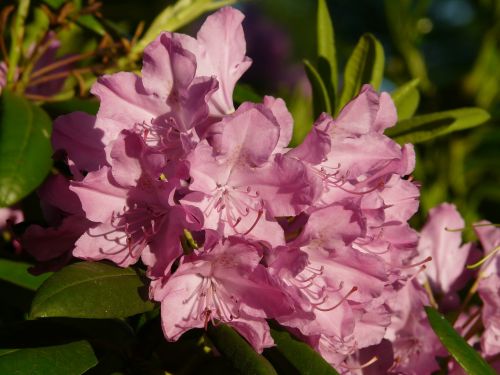 azalea rhododendron flowers