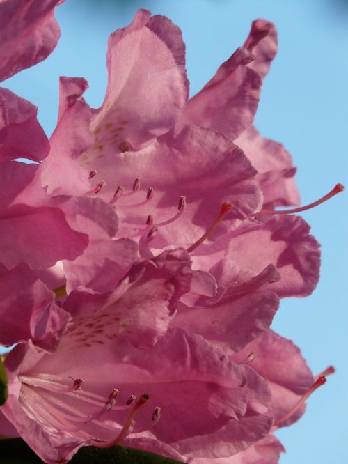 azalea rhododendron flowers
