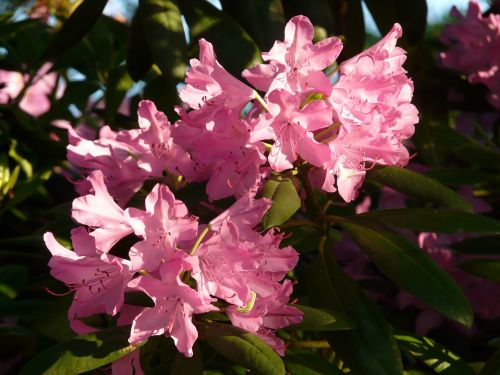 azalea rhododendron flowers