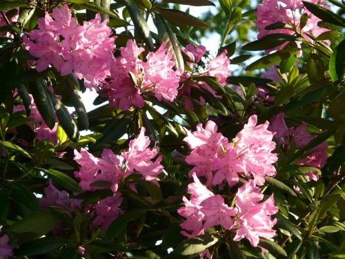 azalea rhododendron flowers