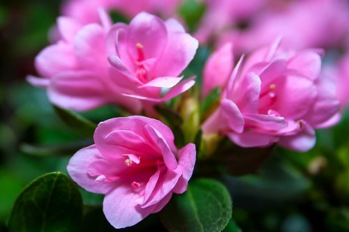 azalea rhododendron kirin