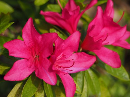 azalea flowers spring flowers