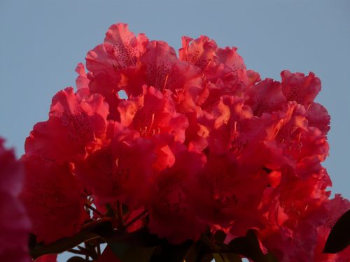 azalea rhododendron flowers