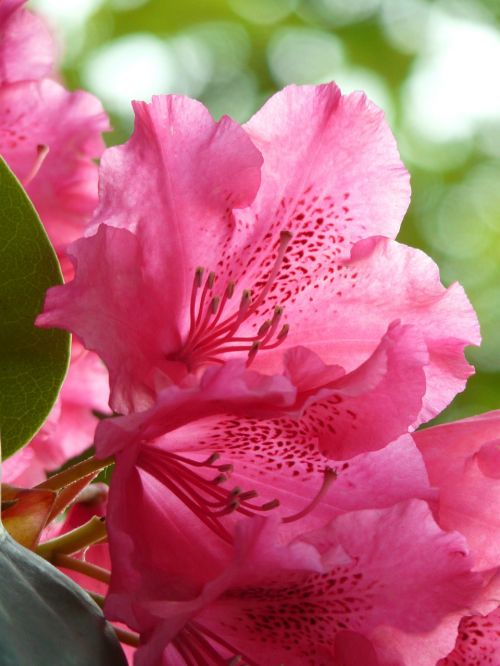 azalea rhododendron flowers