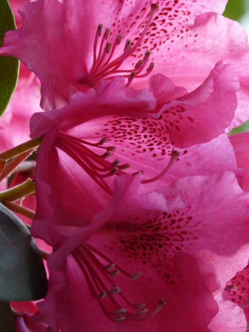 azalea rhododendron flowers