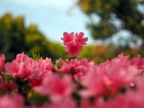 azalea plant flowers