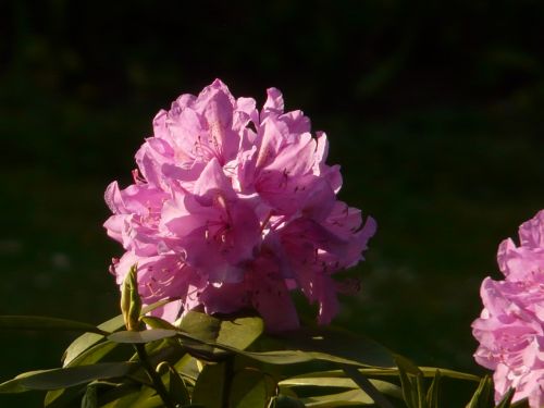 azalea rhododendron flowers