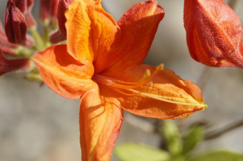 azalea blossom bloom