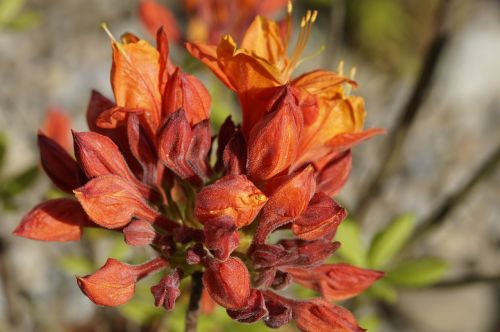 azalea blossom bloom