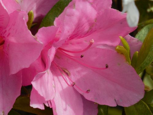 azalea bloom spring