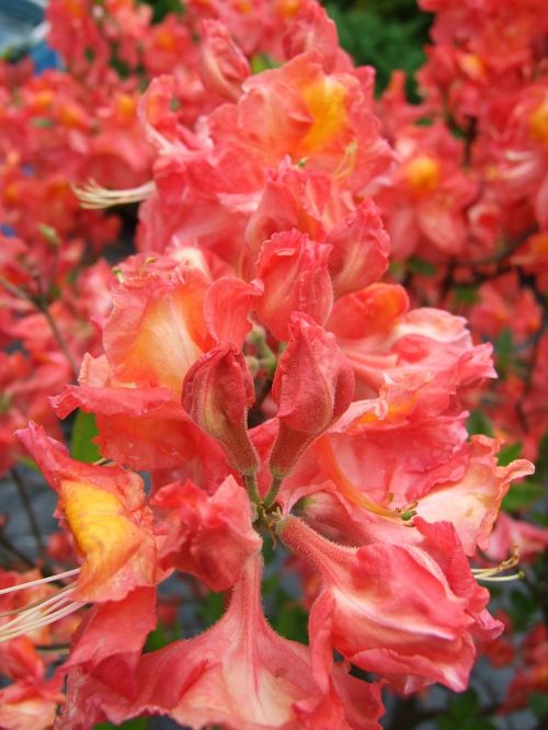 azalea flower perennial