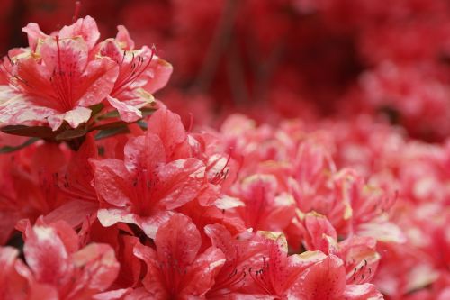 azalea flowers pink